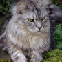 Sylvester3-1