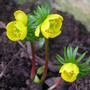 Winter Aconites (Eranthis cilicica)