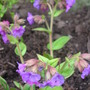 Pulmonaria_ensign