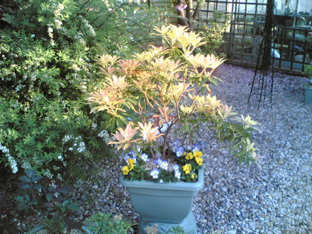 Pieris (Pieris japonica (Lily of the valley bush))