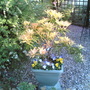 Pieris japonica (Lily of the valley bush)