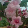 Dsc00038