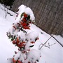 Pyracantha in snow Jan 2008 (Pyracantha angustifolia (Fire Thorn))