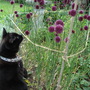 Izzy chasing bees