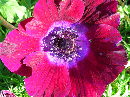 Anemone (Anemone blanda (Anemone))