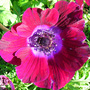 Anemone