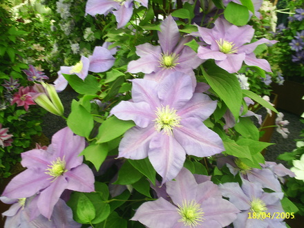 A garden flower photo