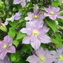 A garden flower photo