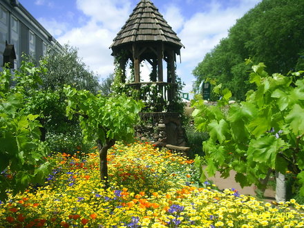 A garden flower photo