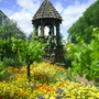 A garden flower photo