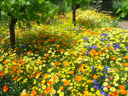 A garden flower photo