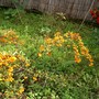 Yellow pyrocantha (Pyracantha angustifolia (Fire Thorn))