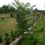 A garden flower photo (Ailanthus altissima (Tree of heaven))