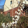 Abeliophyllum_distichum_1
