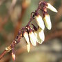 Abeliophyllum_distichum_2