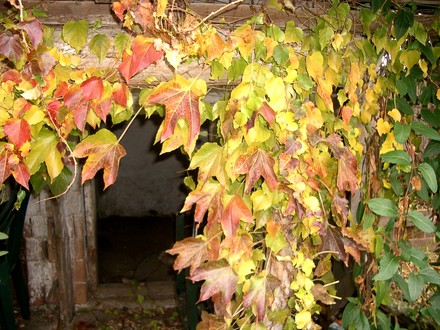 Boston Ivy (Parthenocissus tricuspidata (Boston ivy))