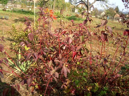 A garden flower photo (Cornus Sibirica)