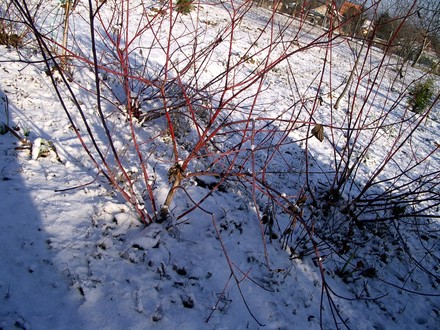 A garden flower photo (Cornus Sibirica)