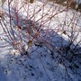 A garden flower photo (Cornus Sibirica)