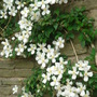 Clematis montana