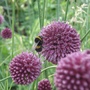 Bumble
