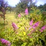 Blue Buddleia? (Buddleja davidii (Butterfly bush))