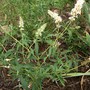 White Buddleia (Buddleja davidii (Butterfly bush))
