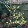 Hamamelis x intermedia 'Pallida' 2 (Hamamelis x intermedia 'Pallida')