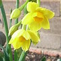 Narcissus 'Grand Soleil d'Or' (Narcissus 'Grand Soleil d'Or')