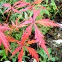 Acer Palmatum (Acer palmatum (Japanese maple))