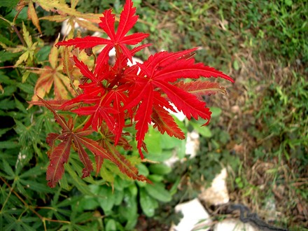 Acer with new leaves in late summer (Acer palmatum (Japanese maple))