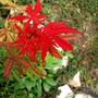 Acer with new leaves in late summer (Acer palmatum (Japanese maple))