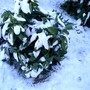Aucuba in snow (Aucuba japonica (Aucuba))