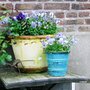 Potted Pansies