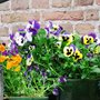 Pansies