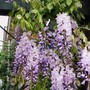 wisteria