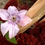 C Hagley Hybrid (Clematis niobe)