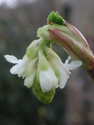 Ribes sanguineum 'White Icicle' (Ribes sanguineum 'White Icicle')