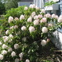 rhododendron (rhododendron)