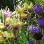 irises (Iris germanica (Orris))
