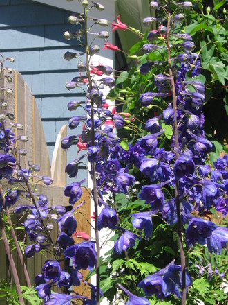 delphinium (Delphinium)