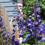 Delphinium