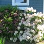 rhododendron (rhododendron)