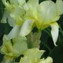 iris (Iris germanica (Orris))