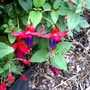 IMGP4287.jpg (Fuschia)