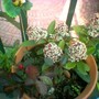 Image_00523