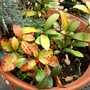 IMGP4510.jpg (Gaultheria procumbens (Box Berry))