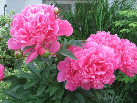 peony (Paeonia officinalis (Double Peony))