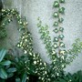 IMGP4155.jpg (Hedera helix (English ivy))