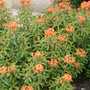 Euphorbia Griffiti Fireglow